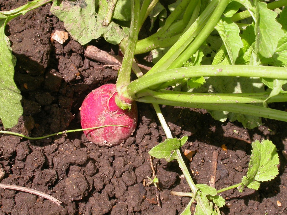 Healthy young Raphanus Sativus plants growing in containers