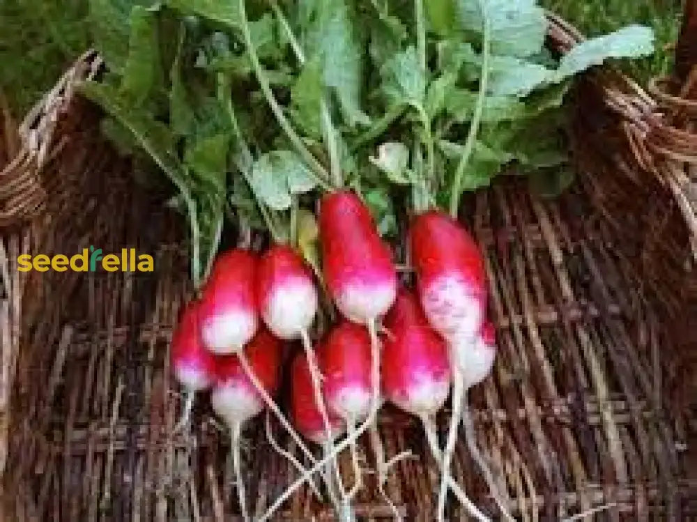 Rapid Yield Radish Seeds Planting Vegetable Seeds