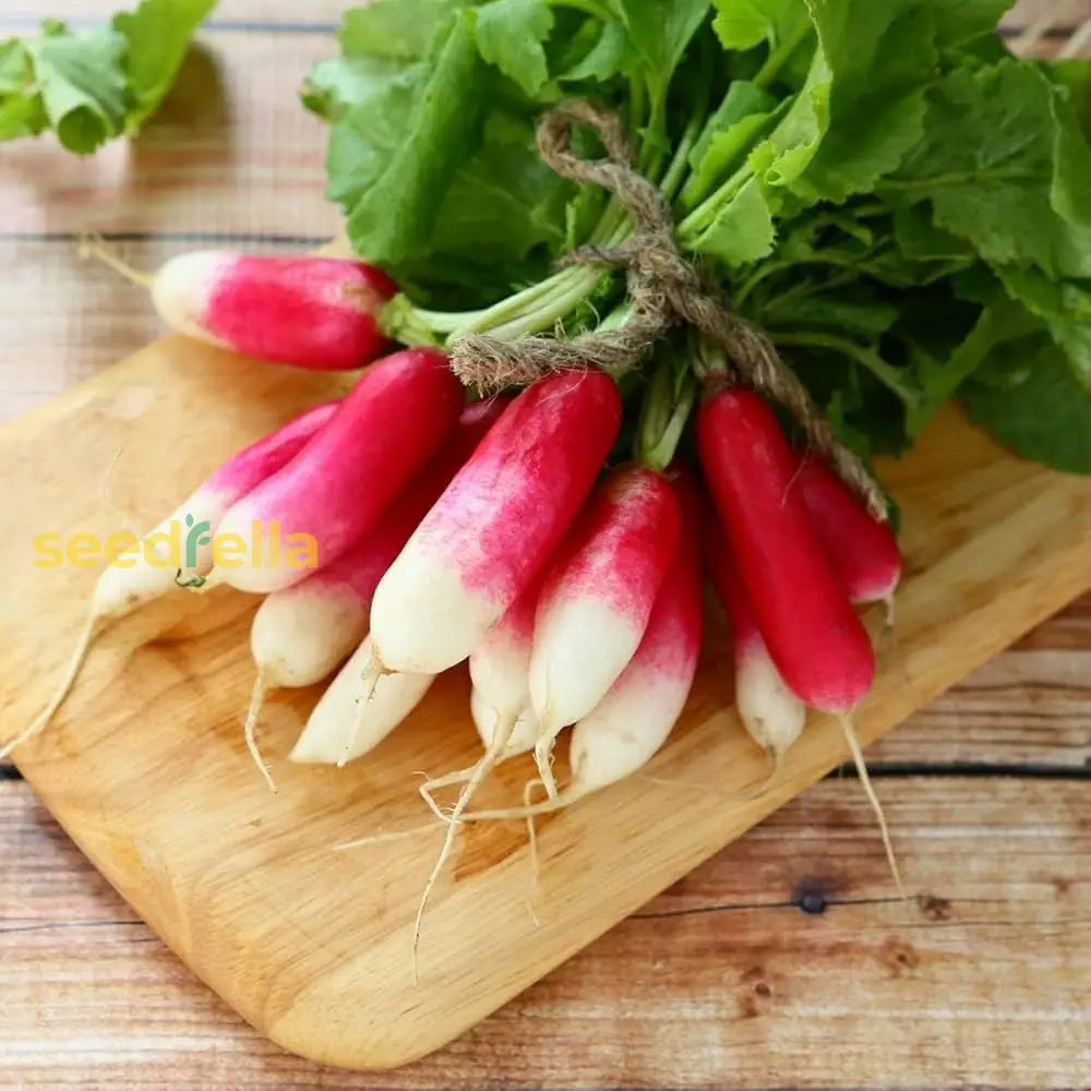 Rapid Yield Radish Seeds Planting Vegetable Seeds