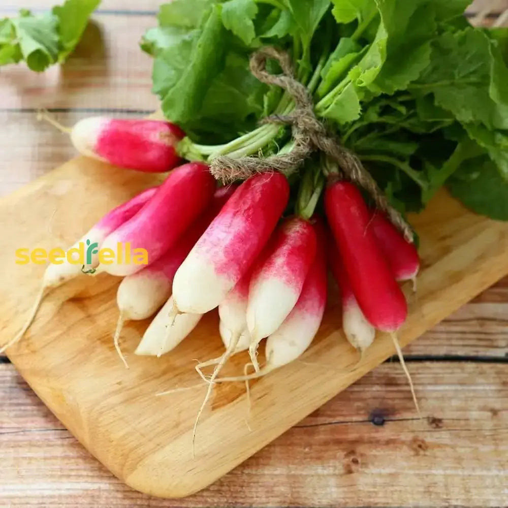 Rapid Yield Radish Seeds Planting Vegetable Seeds