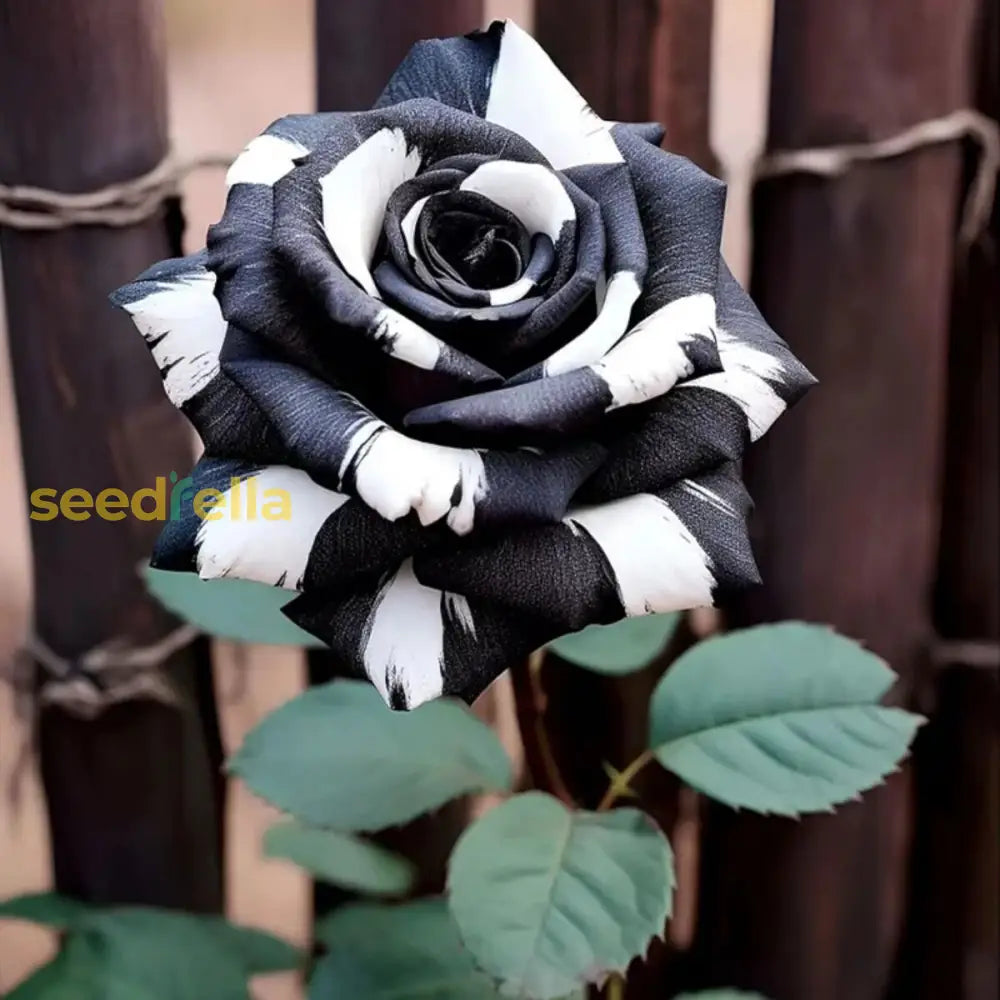 Rare Black And White Rose Seeds For Unique Planting