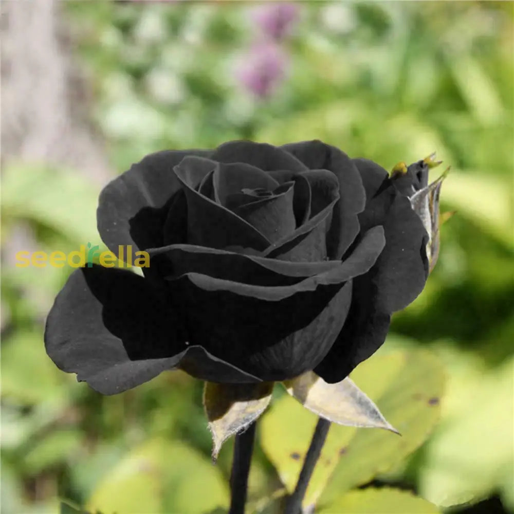 Rare Black Rose Flower Seeds For Striking Colorful Planting