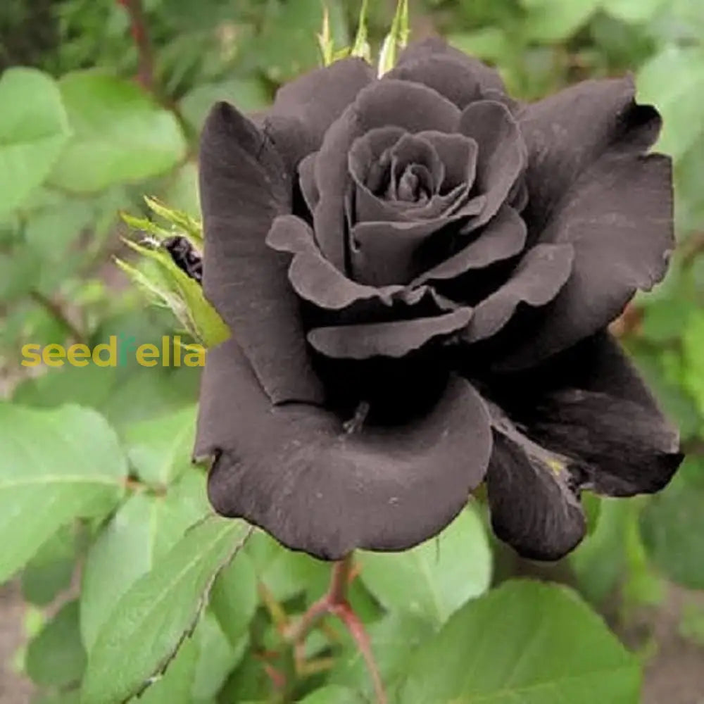 Rare Black Rose Flower Seeds For Striking Colorful Planting