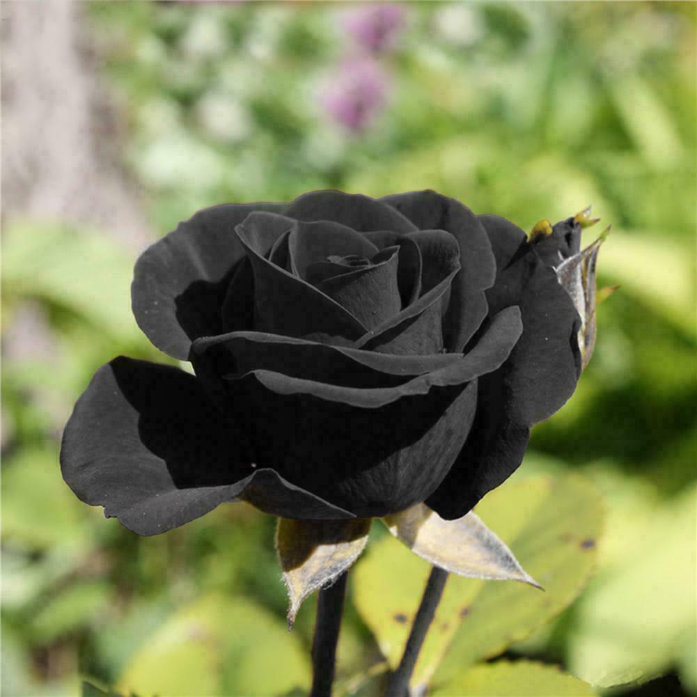 Rare Black Rose Flower Seeds for Garden Planting
