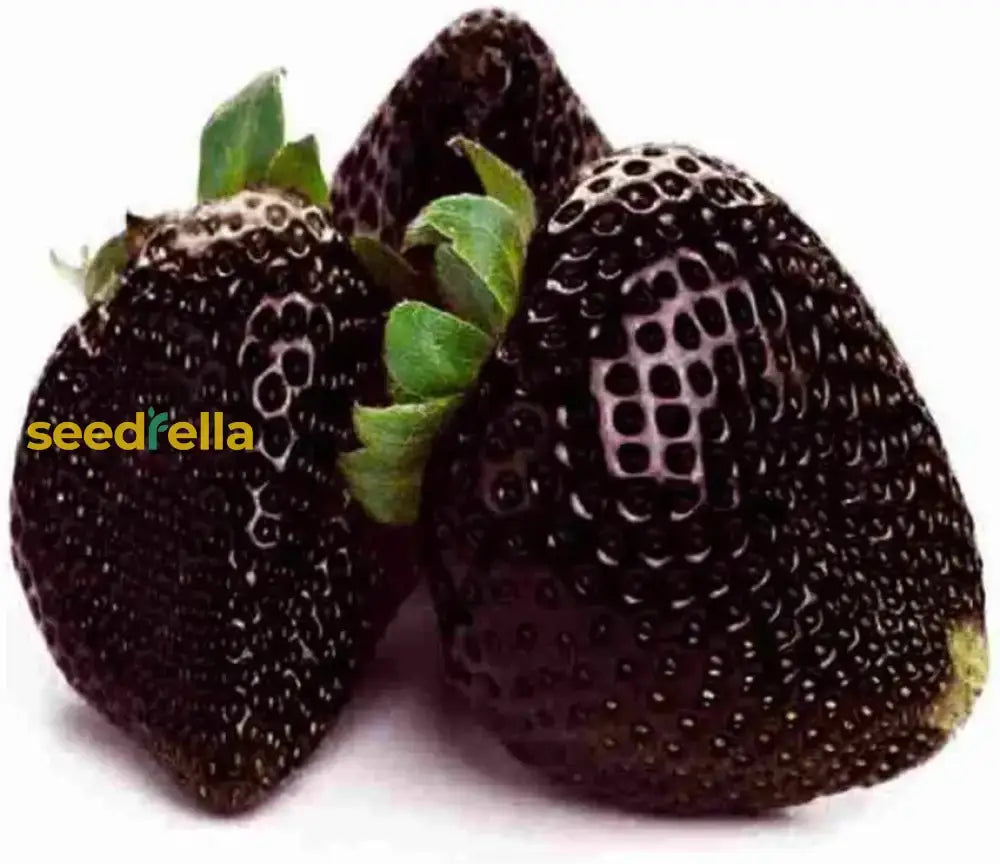 Rare Black Strawberries Seeds For Planting - Grow Unique Juicy Dark In Your Garden Fruit