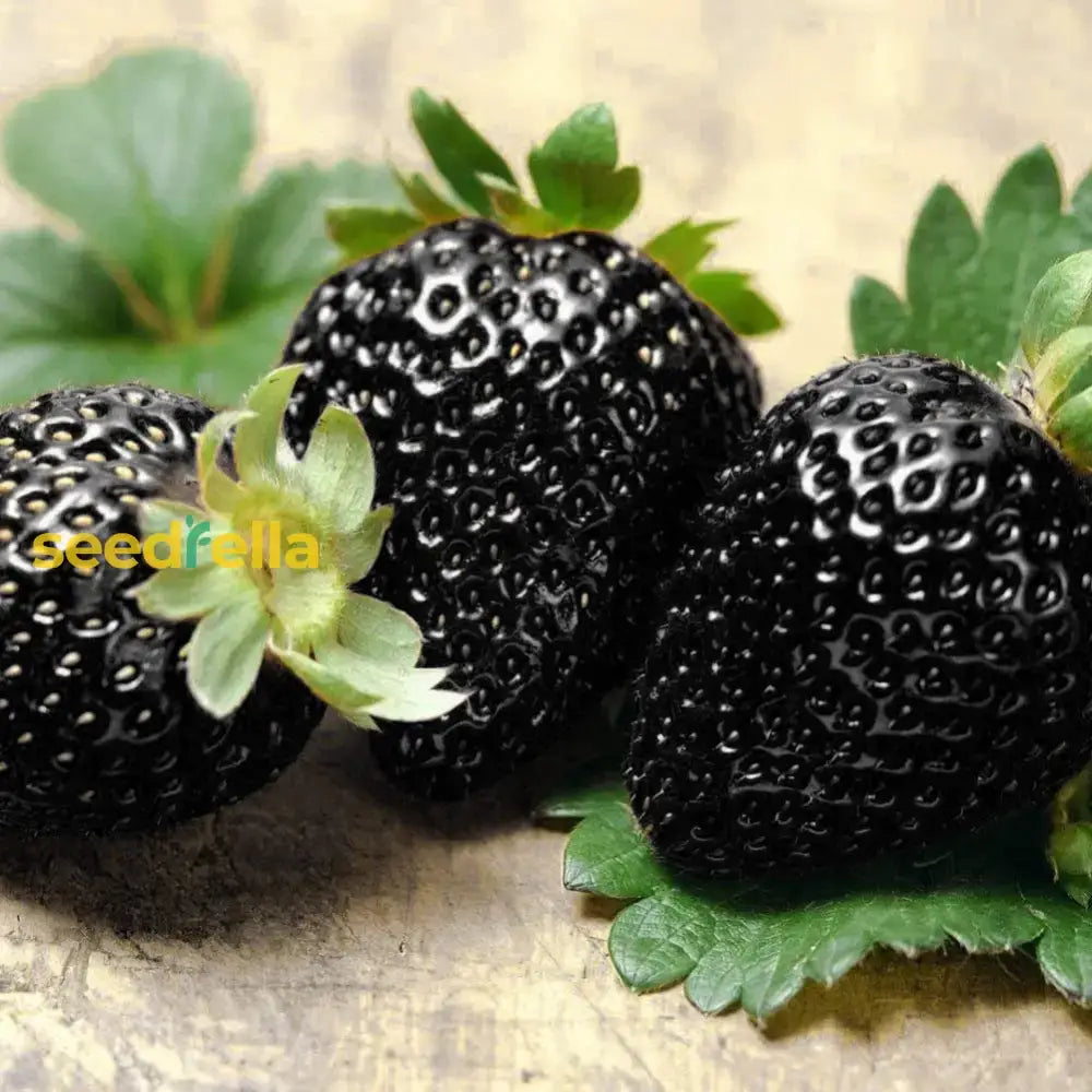 Rare Black Strawberries Seeds For Planting - Grow Unique Juicy Dark In Your Garden Fruit