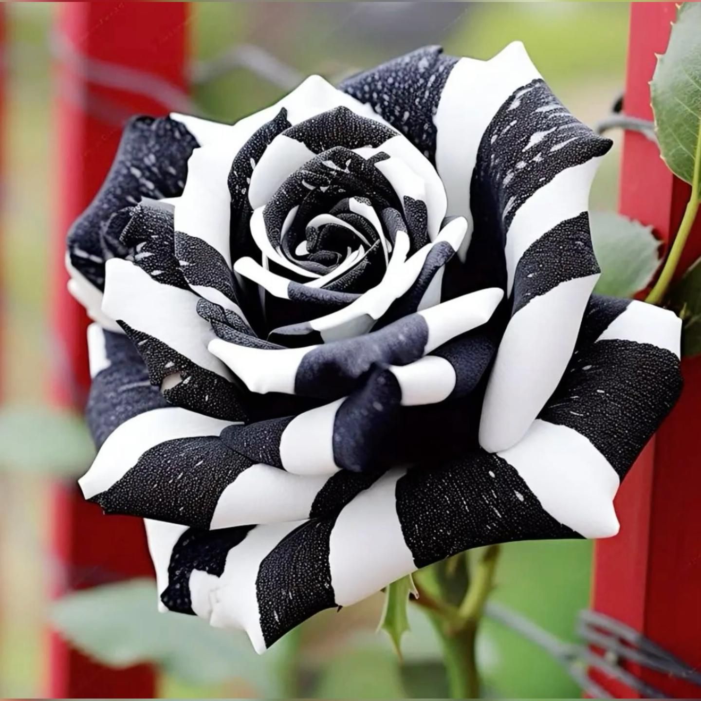 Rare Black & White Rose Seeds for Planting