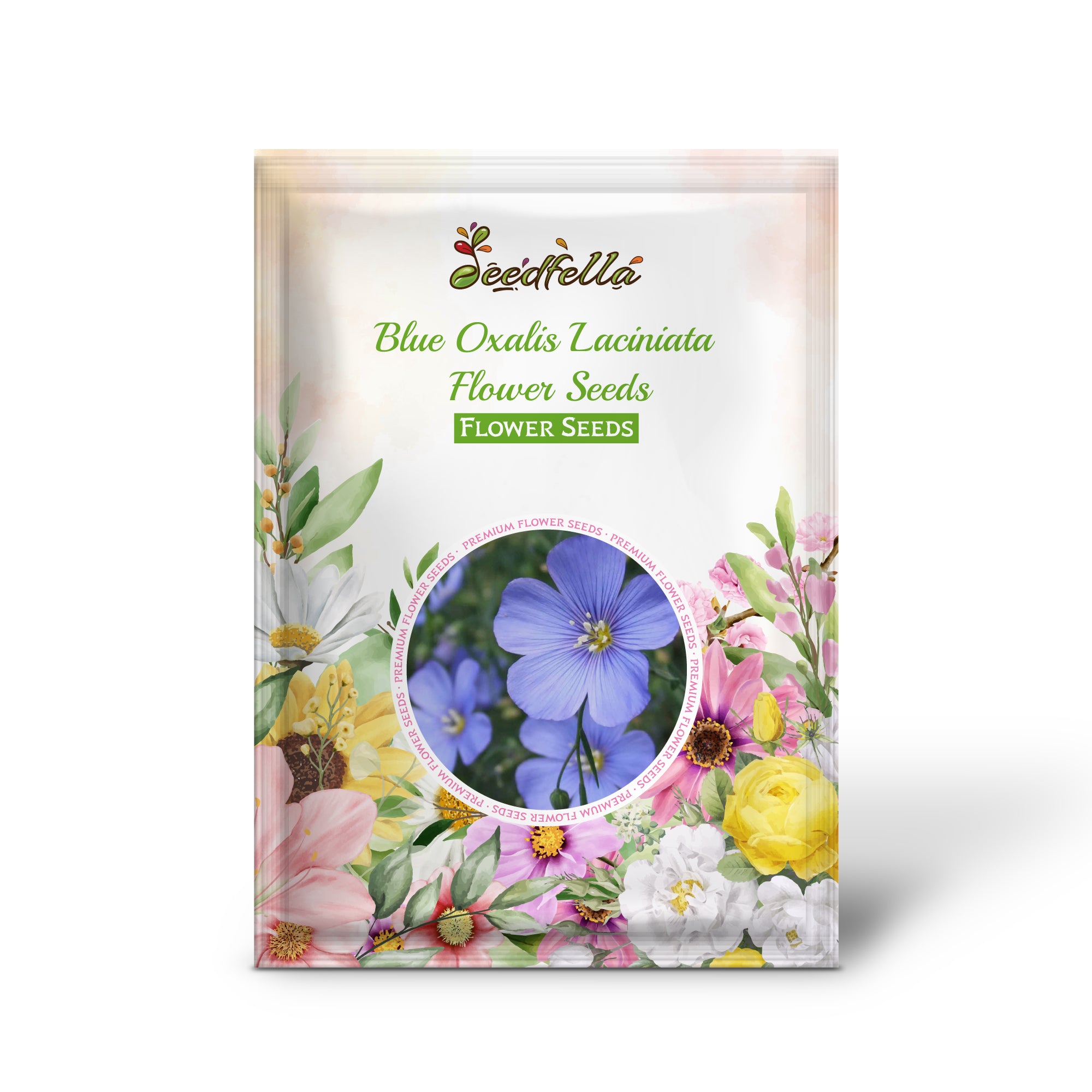 Rare Blue Oxalis Laciniata Flowers in Bloom