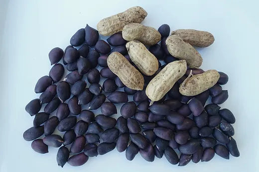 Rare Blue Peanut seeds for home garden