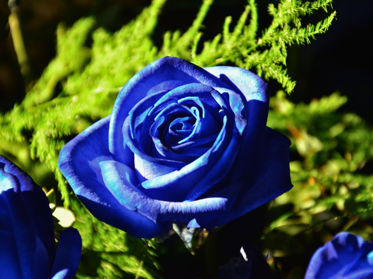 Rare Blue Rose Flower Seeds for Vibrant Gardens