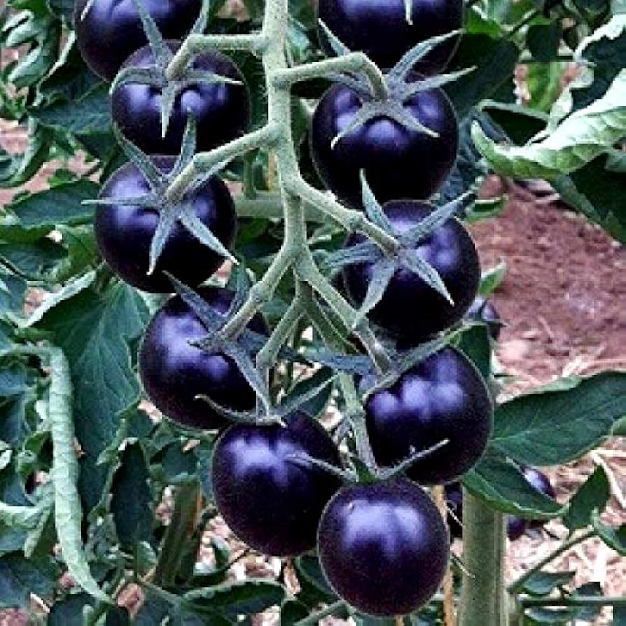 Rare blue tomato variety growing in garden bed