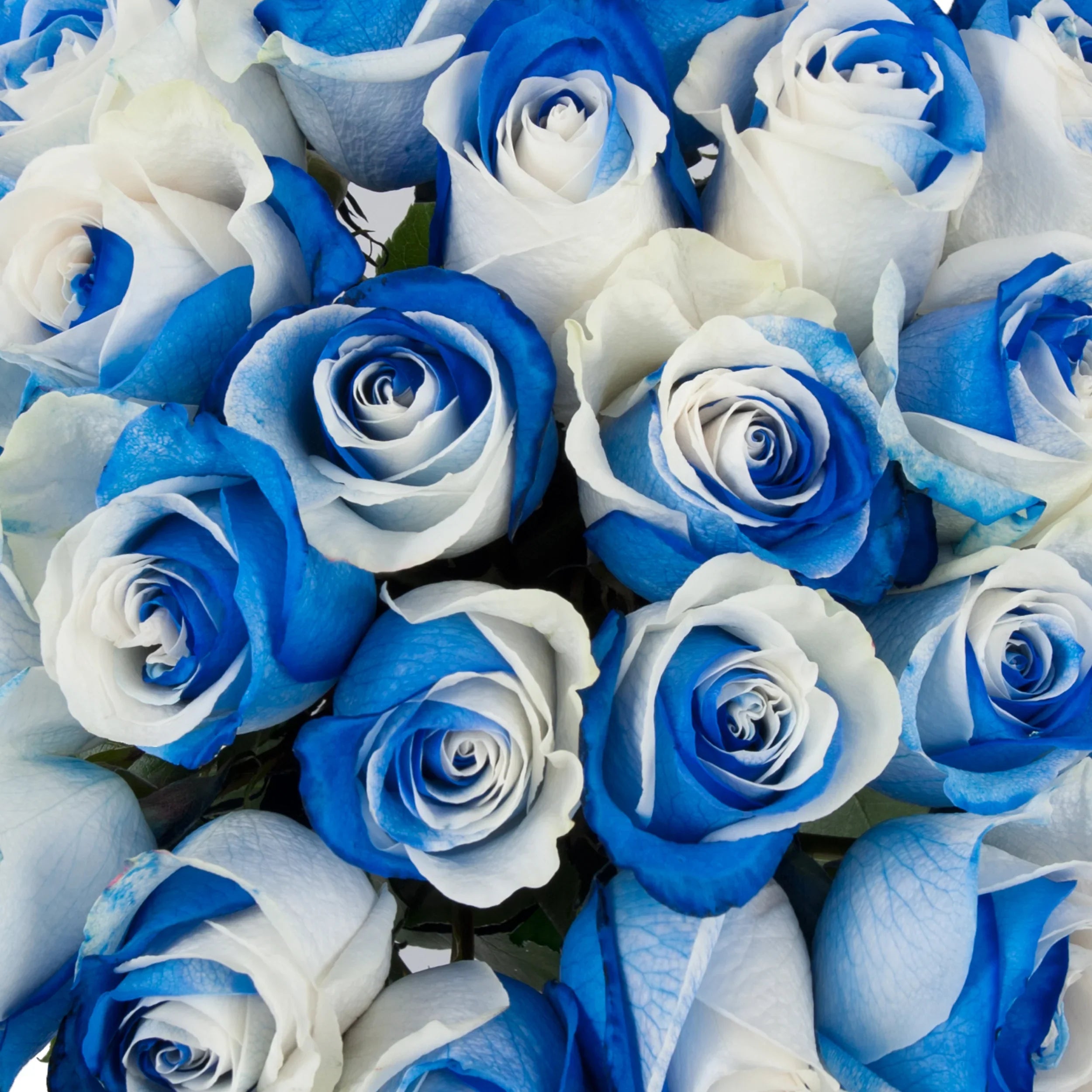 Rare Blue White Rose Garden Seeds for Unique Floral Displays