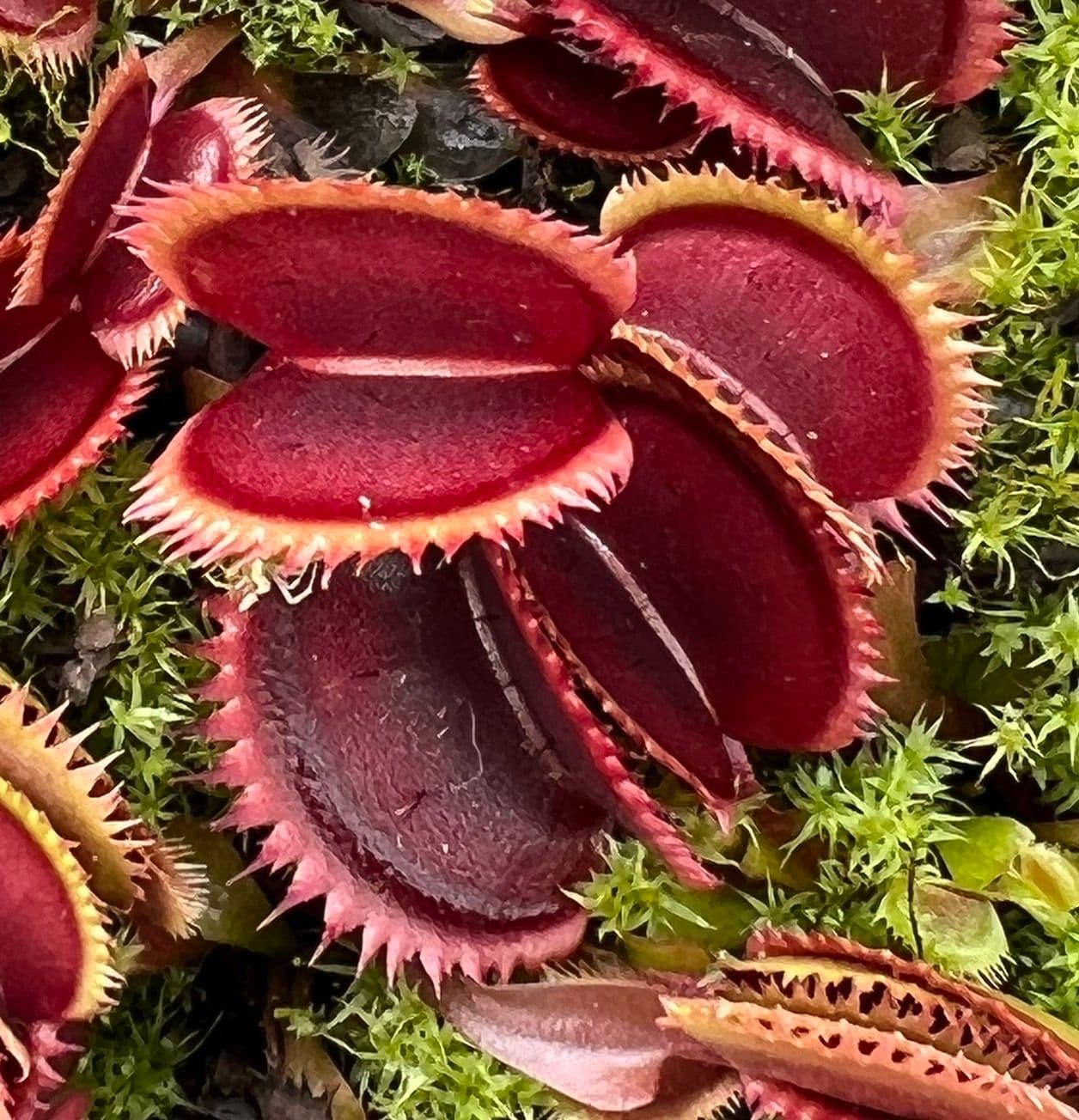 Rare Red Venus Flytrap carnivorous display plant
