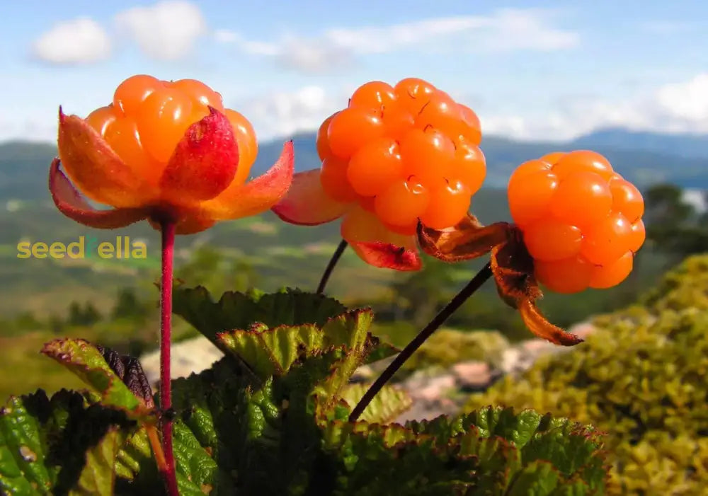 Rare Cloudberry Fruit Seeds for Easy Growing