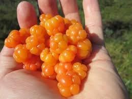Rare cloudberry seeds for planting golden Arctic berries