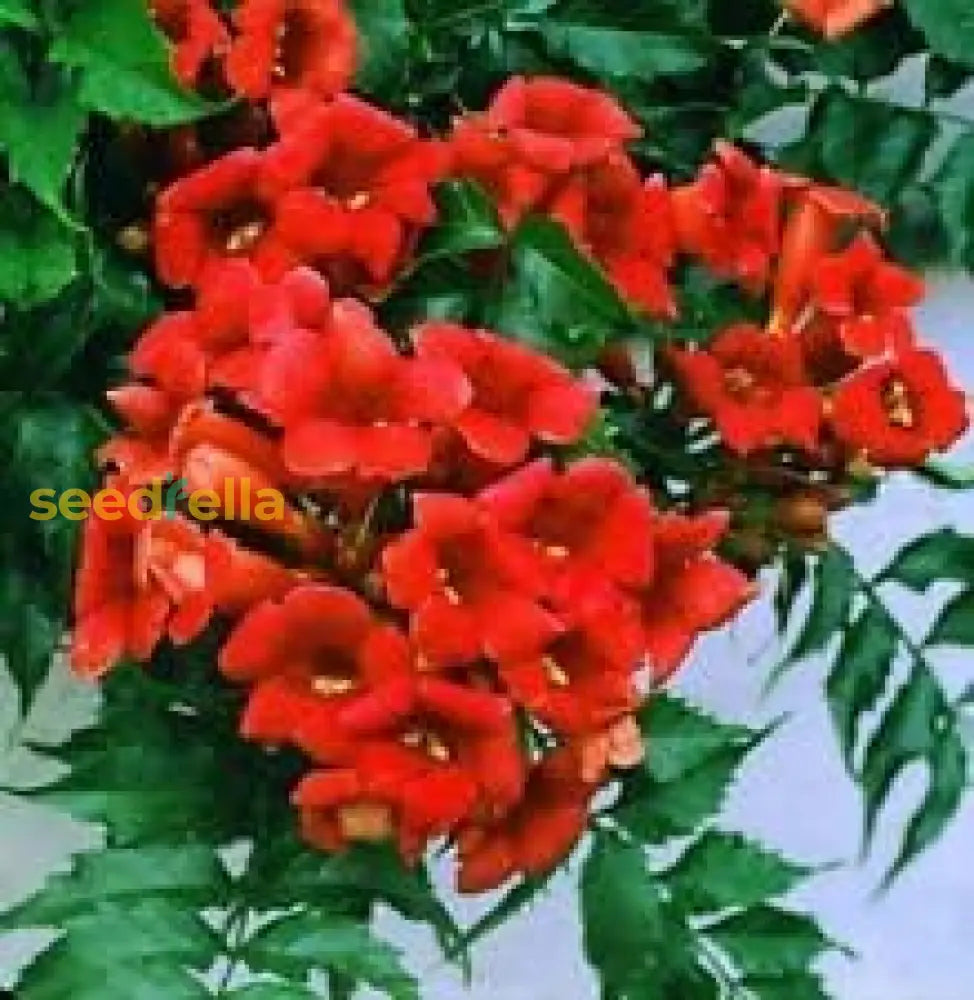 Rare Dark Red Hummingbird Trumpet Vine! Hardy Best Selling