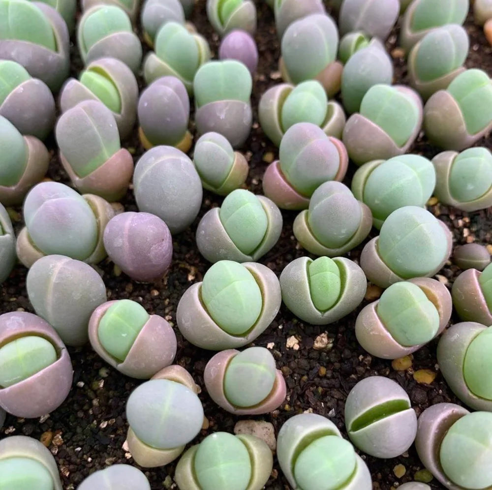 Rare mixed Gibbaeum seeds for collectors
