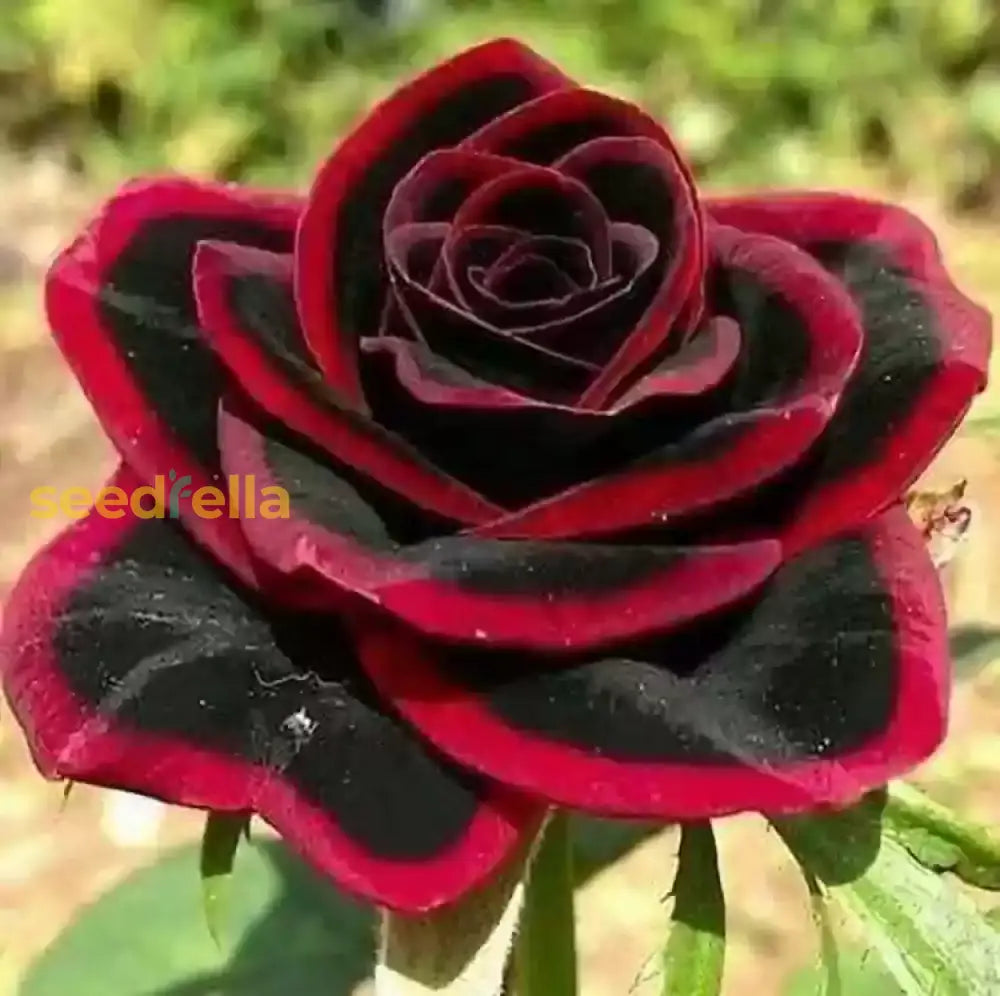 Rare Gray Red Rose Seeds For Planting - Add Unique And Roses To Your Collection