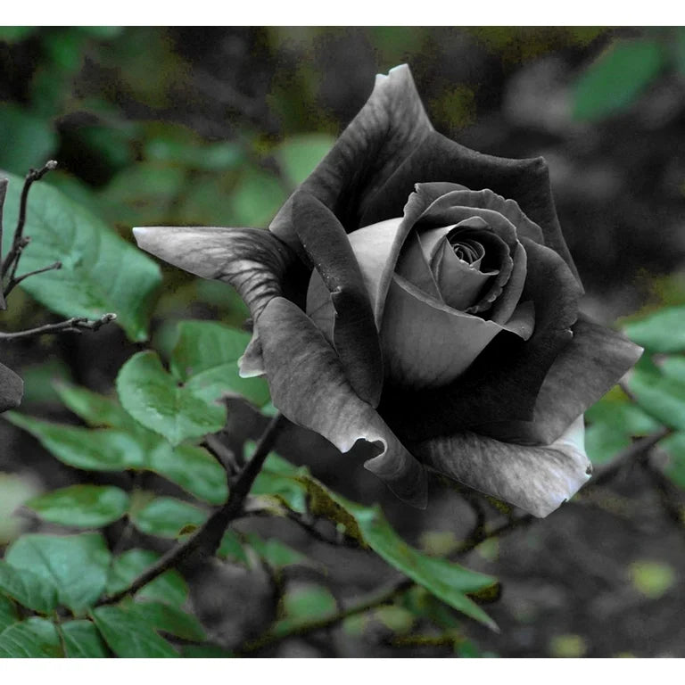 Rare Gray Rose Seeds for Planting