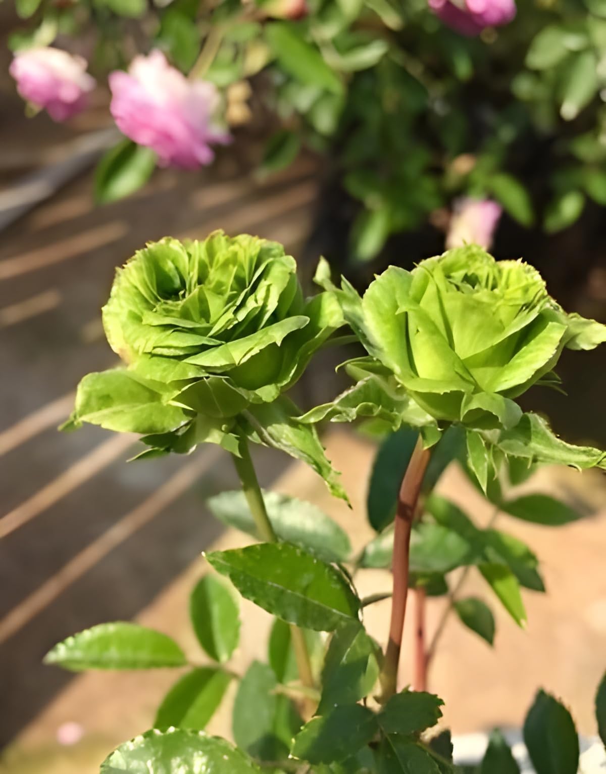 Rare Green Roses for Unique Garden Displays