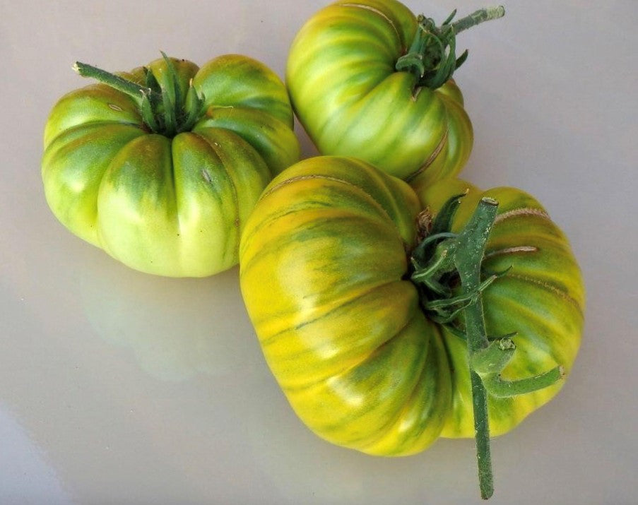 Rare green tomatoes growing on plant