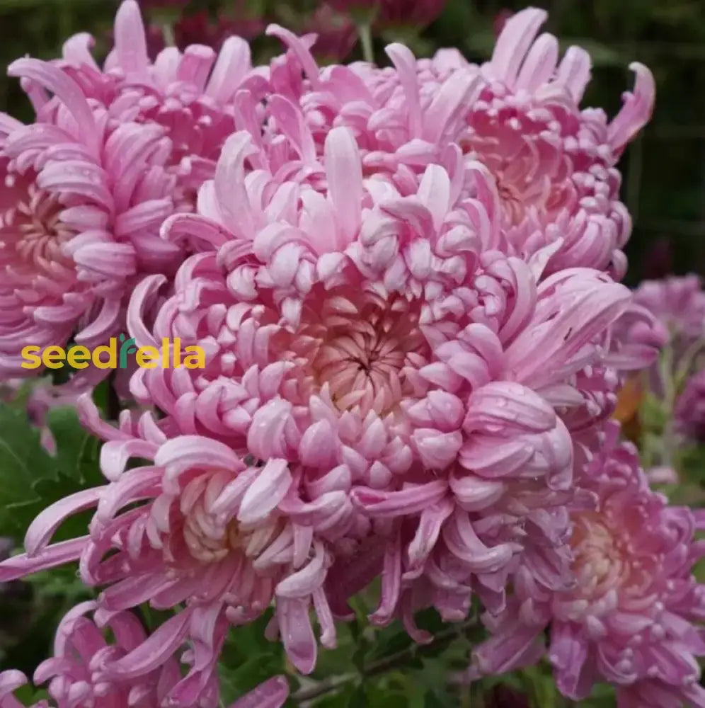 Rare Pink Chrysanthemum Bonsai Seeds For Planting Flower