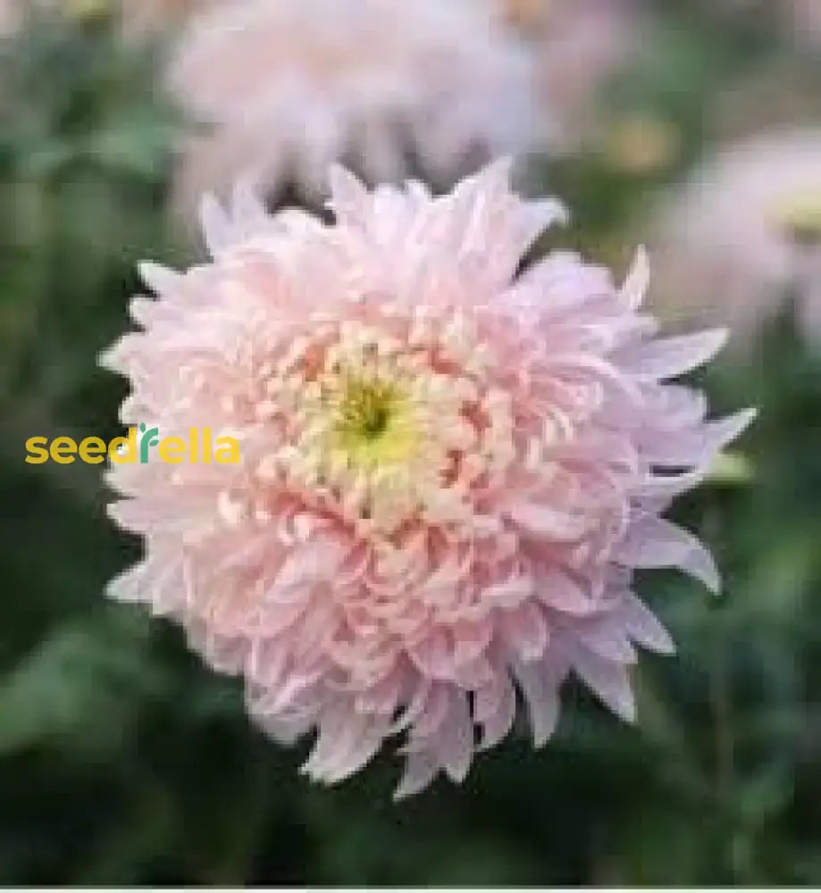 Rare Pink Chrysanthemum Bonsai Seeds For Planting Flower