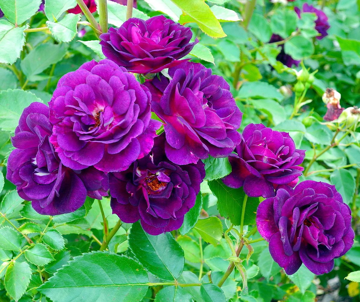 Rare purple rose flower seeds for premium planting