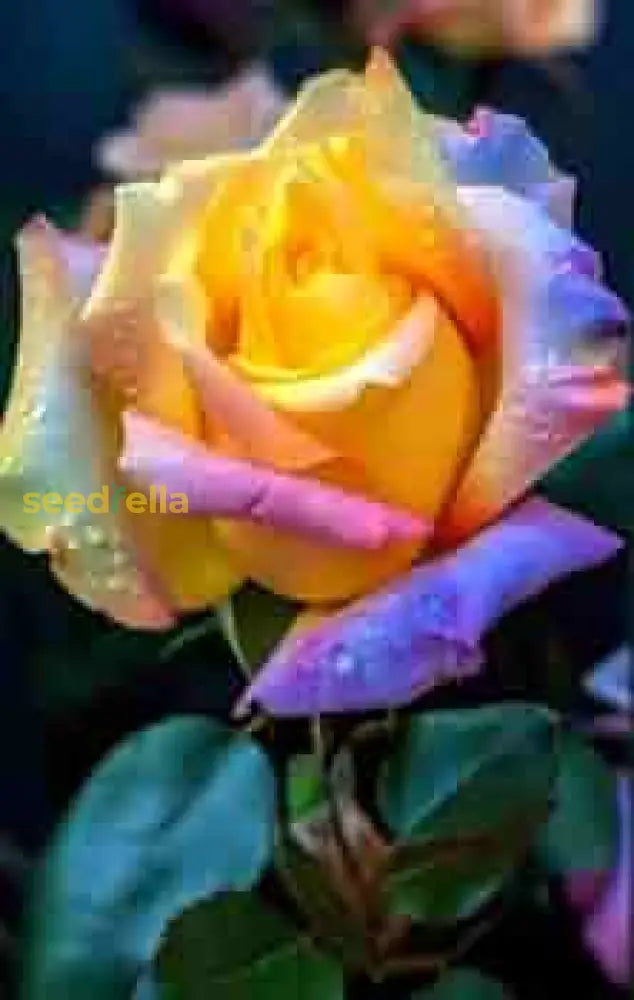 April Rose Flower Rarest Buy Rare Rose Flower Seeds for Planting | Unique Garden Blooms