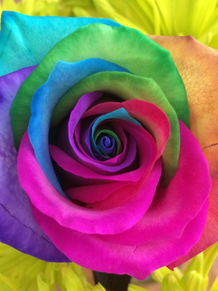 Rare and Unique Rose Varieties Grown from Seeds