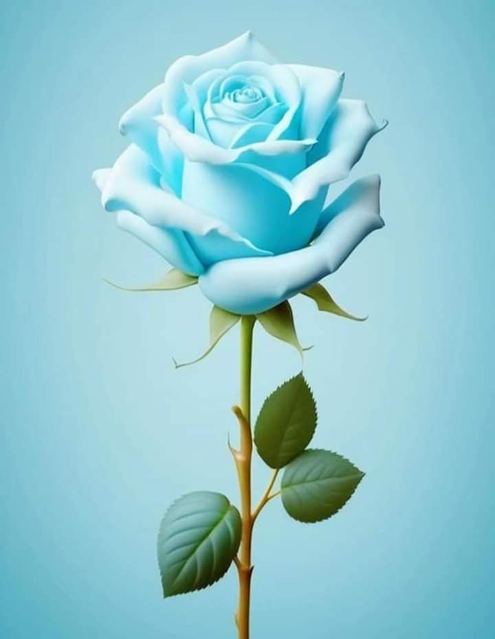Rare Sky Blue Rose petals in full bloom