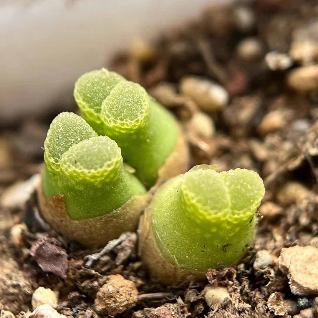 Rare Conophytum Hammeri succulent seeds for collectors
