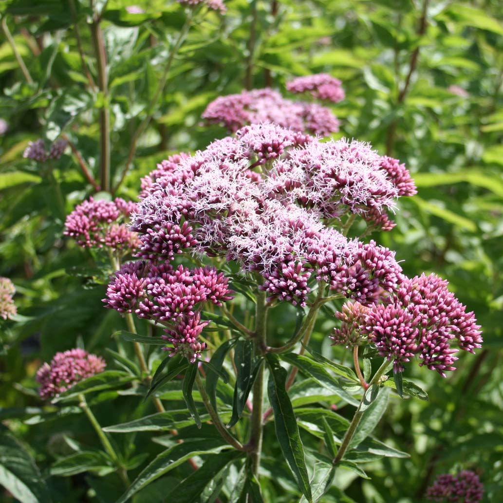 Pink and cream flowers of Hemp Agrimony blooming in summer