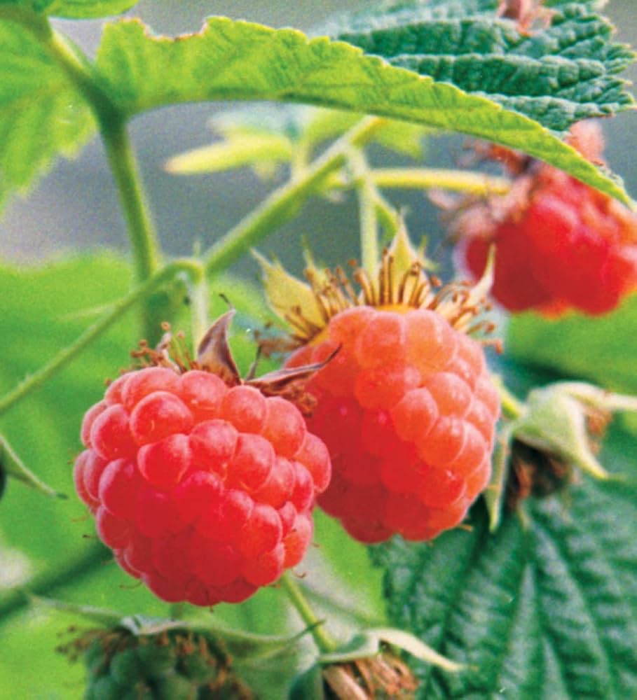 Raspberry bush growing on trellis in home garden
