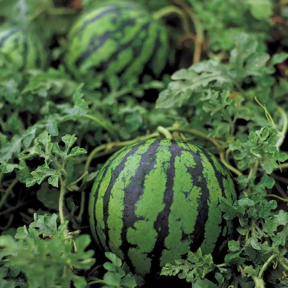 SF184 Hime Kansen Japanese Icebox Watermelon Seeds for Small Garden Watermelons