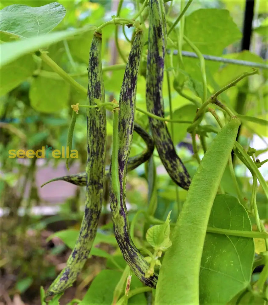 Rattlesnake Bean pole variety seeds for gardeners
