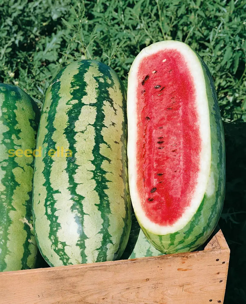 Rattlesnake Watermelon Seeds for Planting Heirloom Variety