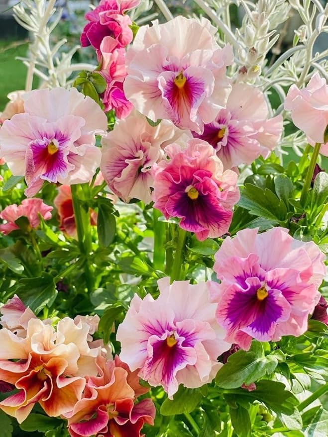 Real pansy seeds for home gardening