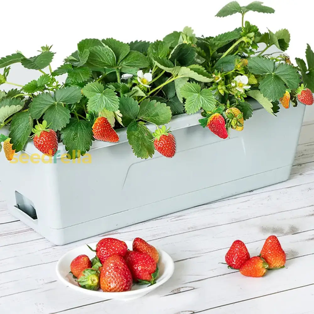 Rectangular Plastic Flower Pots – Durable Garden & Vegetable Planters Tools