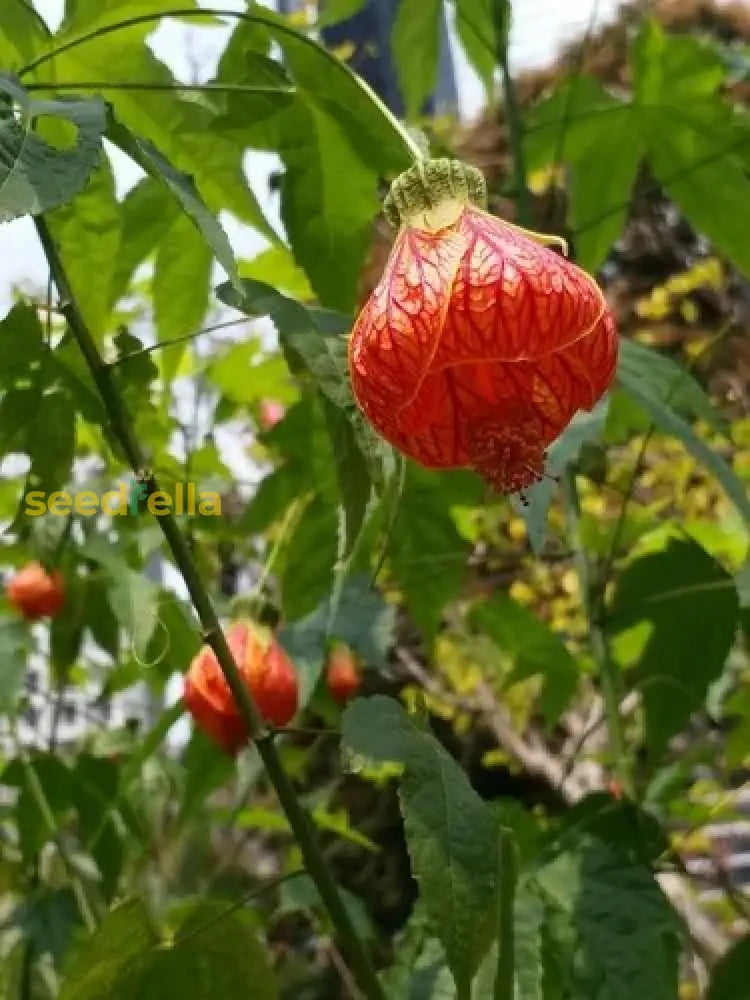 Red Abutilon Striatum Seeds - Essential Planting Guide