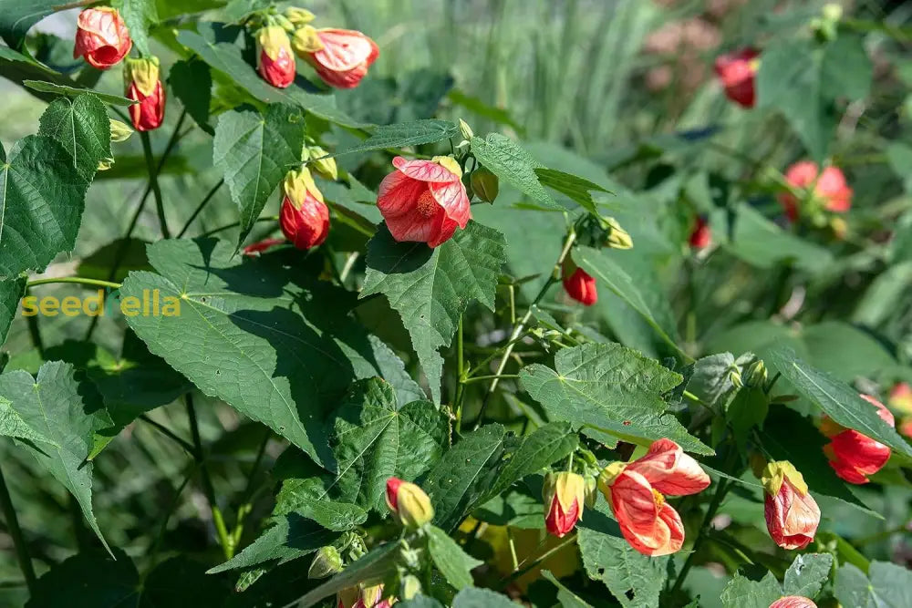 Red Abutilon Striatum Seeds - Essential Planting Guide