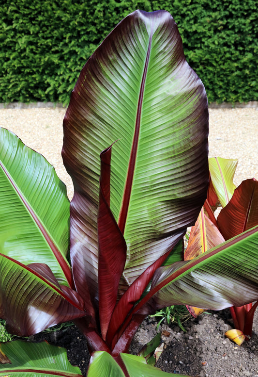 Red Abyssinian Banana (Musa ensete ventricosum) seeds for planting