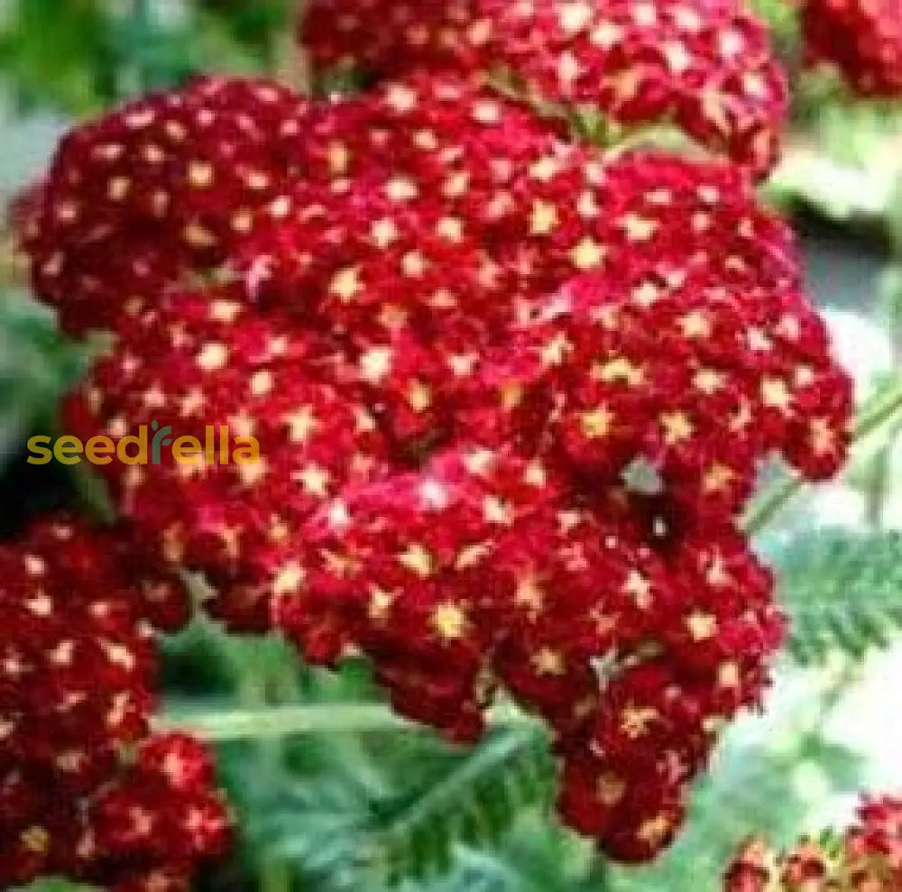 Red Achillea Flower Seeds For Easy Planting