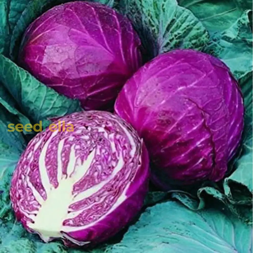 Red Acre Cabbage Seeds For Planting  Grow Heirloom Purple Vegetable Seeds