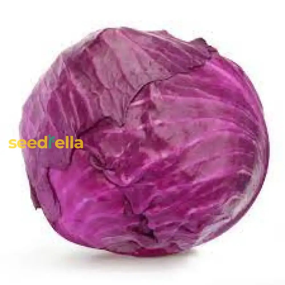 Red Acre Cabbage Seeds For Planting  Grow Heirloom Purple Vegetable Seeds