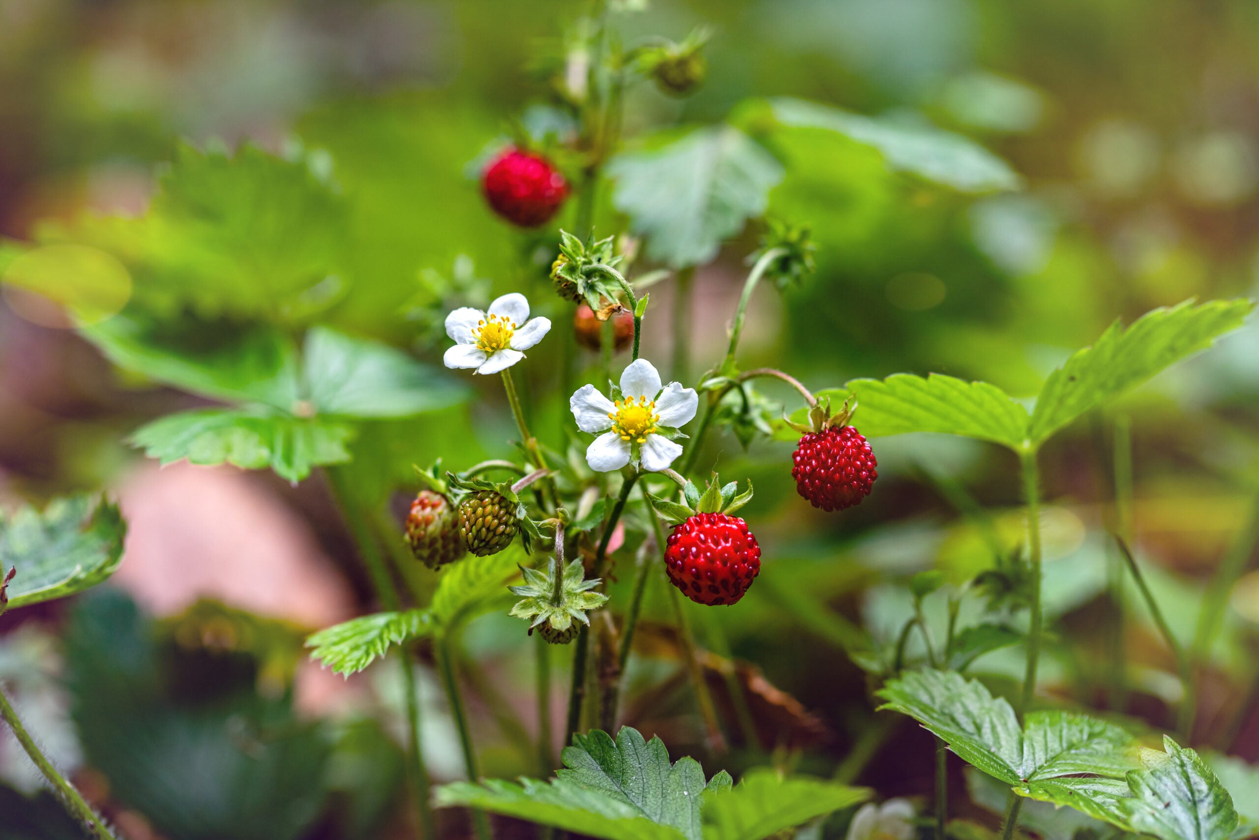 Ripe red Alpine Strawberries growing on the plant