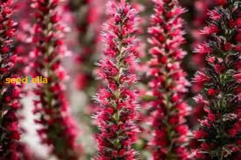 Red Amoenum Flower Planting Seeds - Vibrant Crimson Blooms For Your Garden