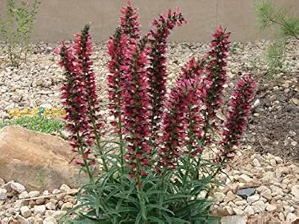 Red Amoenum Flower Planting Seeds - Vibrant Crimson Blooms For Your Garden