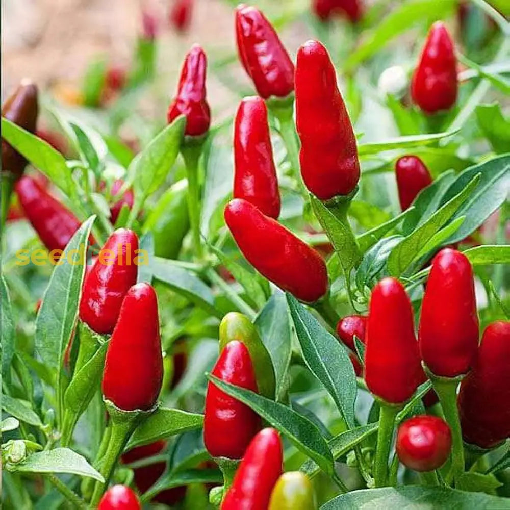 Red And Green Chili Vegetable Planting Seeds Seeds