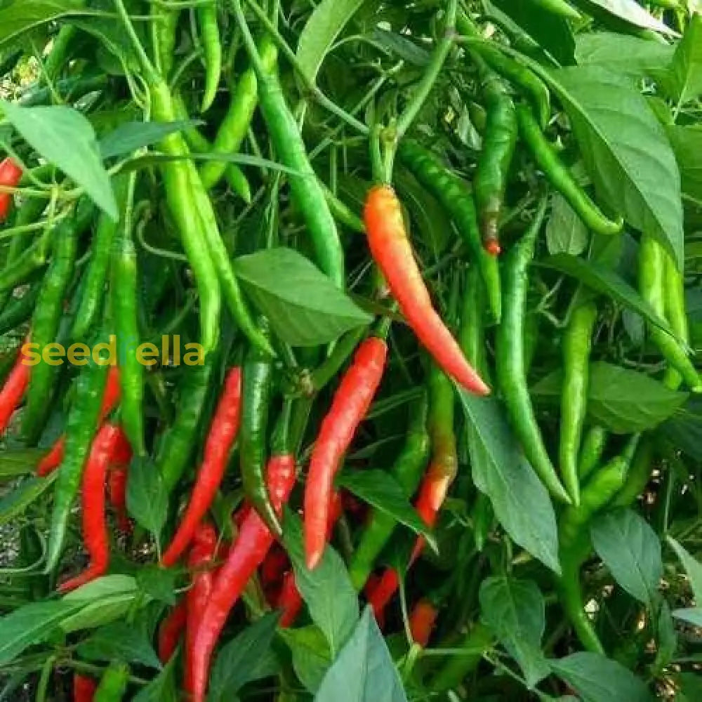 Red And Green Chili Vegetable Planting Seeds Seeds